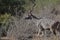 Greater Kudus in the brush