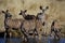 Greater kudus at the waterhole