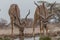 Greater Kudus at the waterhole, Etosha national park, Namibia, Africa