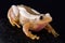 Greater leaf-folding frog Afrixalus fornasini