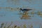 Greater and lesser Yellowlegs feeding at swamp