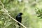 Greater long forked racket tail Spangled Drongo Chaetorhynchus papuensis, a Dicruridae passerine birds with glossy black fantail