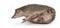 Greater Madagascar Tenrec on white background