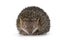 Greater Madagascar Tenrec on white background