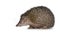 Greater Madagascar Tenrec on white background