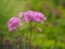 Greater meadow-rue flowers in a garden