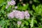 Greater meadow rue (thalictrum aquilegiifolium