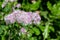 Greater meadow rue (thalictrum aquilegiifolium