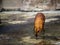 Greater mouse-deer tragulus napu examines a rock plain