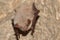 Greater mouse-eared bat Myotis myotis in the cave