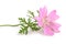 Greater musk mallow