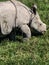 Greater one-horn Asian rhino on grass