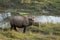 Greater one horned rhinoceros