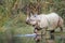 Greater One-horned Rhinoceros in Bardia national park, Nepal