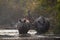 Greater One-horned Rhinoceros in Bardia, Nepal