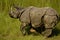 Greater one horned rhinoceros in Bardia, Nepal