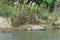 A greater one-horned rhinoceros having a bath in the river at Chitwan National Park in Nepal