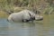 A greater one-horned rhinoceros having a bath in the river at Chitwan National Park in Nepal