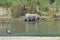 Greater one-horned rhinoceros having a bath in the river at Chitwan National Park, Nepal