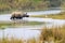 Greater One-horned Rhinoceros, Indian Rhinoceros, Asian Rhino, Rhinoceros unicornis, Wetlands, Royal Bardia National Park