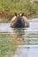 Greater One-horned Rhinoceros, Royal Bardia National Park, Nepal