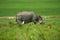 a Greater One Horned Rhino
grazes in an open green field next to water