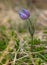 Greater pasque flower blooming in spring