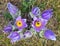 Greater pasque flower pasqueflower pulsatilla grandis