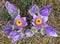 greater pasque flower pasqueflower pulsatilla grandis