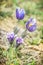 Greater Pasque Flower - Pulsatilla grandis, Nitra, Slovakia