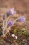 Greater pasque flowers with snail shells