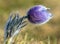 greater pasqueflower, pulsatilla grandis