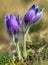 greater pasqueflower, pulsatilla grandis