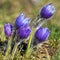 greater pasqueflower, pulsatilla grandis