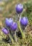 greater pasqueflower, pulsatilla grandis
