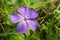 The Greater Periwinkle