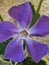 Greater periwinkle flower closeup