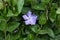 Greater Periwinkle - Vinca major, Norfolk, England, UK