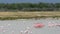 Greater pink flamingos dancing ritual in water Etosha National Park in Namibia