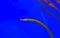 Greater pipefish, a long and small yellow fish with white stripes, tropical fish from the mediterranean sea