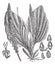 Greater Plantain or Plantago major, vintage engraving