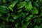 Greater Plantain. Ribwort. Plantain flowering plant with leaf. Plantago major leaves broadleaf plantain, white man`s