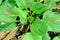 Greater Plantain, Waybread Plantago major L. tree