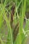 Greater Pond Sedge