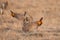 Greater Prairie Chickens