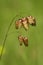 Greater quaking grass flowers over green - Briza maxima