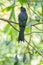 Greater Racket-tailed Drongo