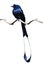 Greater Racket-tailed Drongo bird