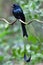 Greater Racket-tailed Drongo bird