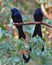 Greater Racket-tailed Drongo bird